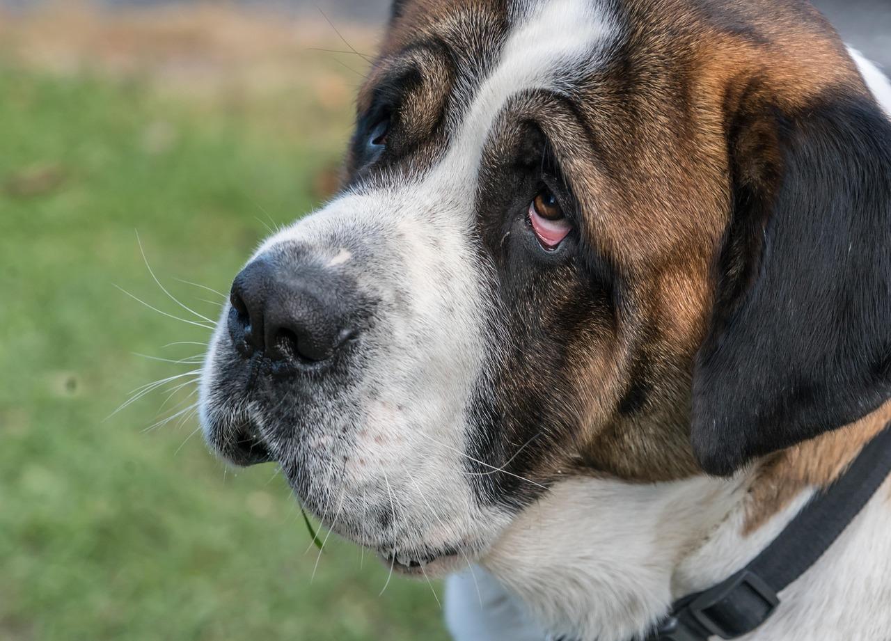 Umowa kupna psa rasowego i jak radzić sobie z problemami z hodowcą