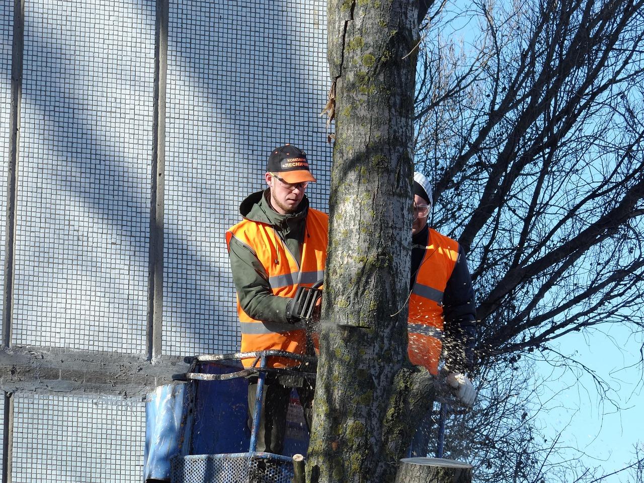 Wycinka drzew na działkach rolnych w celu przywrócenia użytkowania rolnego