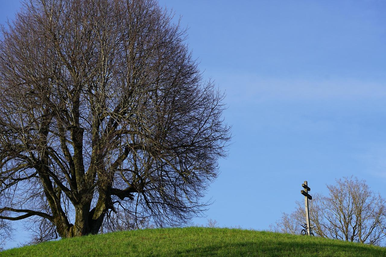 Odległość drzew od granicy działki według polskiego prawa – co warto wiedzieć